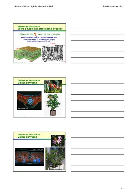 Primarni vegetativni organi semenk List