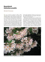 Beautybush Kolkwitzia amabilis - Arnoldia