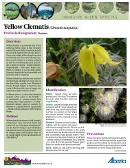 Yellow Clematis(Clematis tangutica) - Alberta Invasive Plants Council