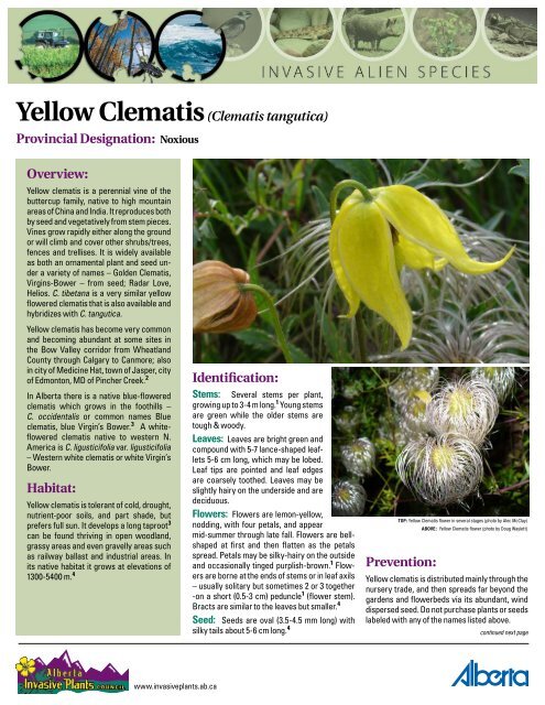 Yellow Clematis(Clematis tangutica) - Alberta Invasive Plants Council