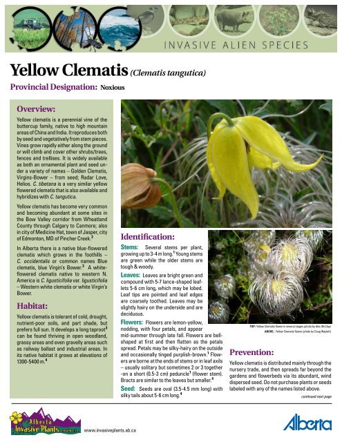 Yellow Clematis Clematis Tangutica Alberta Invasive Plants Council