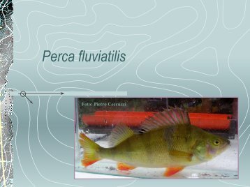 Perca fluviatilis - DBSM