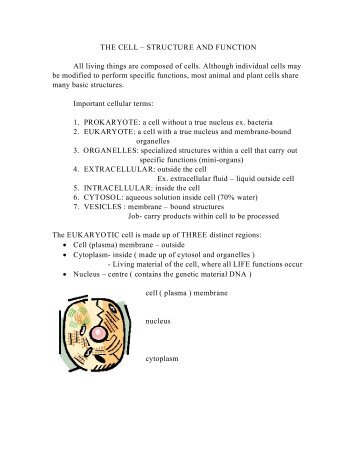 THE CELL â STRUCTURE AND FUNCTION All living things are ...