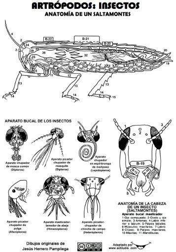 Insectos-SALTAMONTES - Actiludis