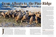 Bighorn Sheep Relocation a Success - Nebraska Game and Parks ...