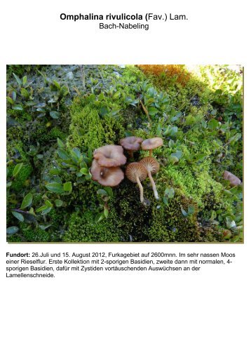 Omphalina rivulicola (Fav.) Lam. - pilze-basel