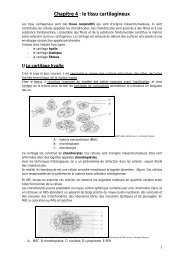 le tissu cartilagineux - Poly-Prepas