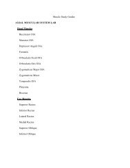 Muscle Study Guides AXIAL MUSCULAR SYSTEM LAB Head ...