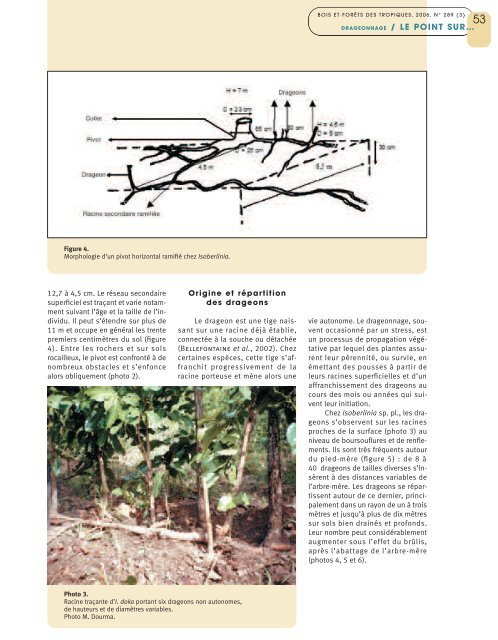 Multiplication par drageonnage d'Isoberlinia doka et I. tomentosa au ...