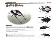 Goliath beetle: Pattern