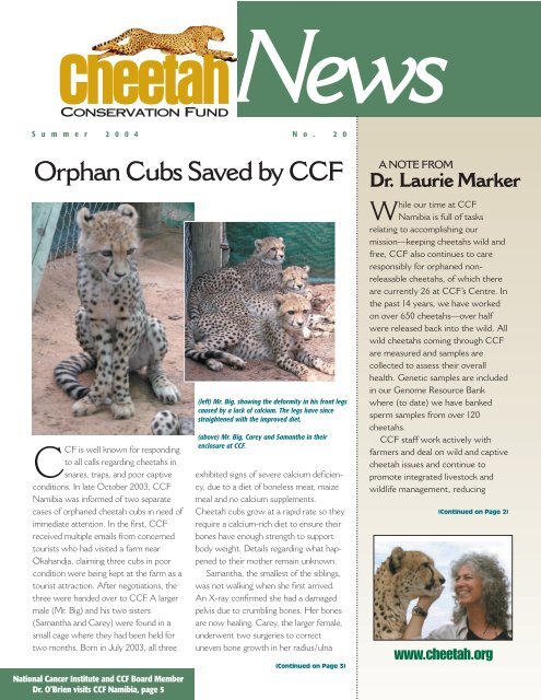 Orphan Cubs Saved by CCF - Cheetah Conservation Fund