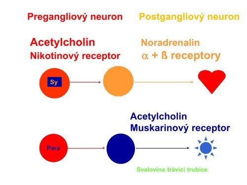 VÃ½voj a stavba CNS - AnatomickÃ½ Ãºstav 1.LF UK - Univerzita Karlova