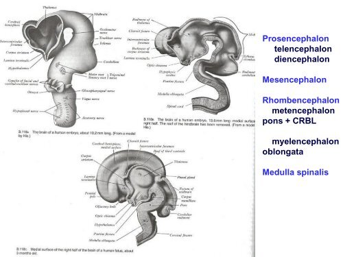 VÃ½voj a stavba CNS - AnatomickÃ½ Ãºstav 1.LF UK - Univerzita Karlova