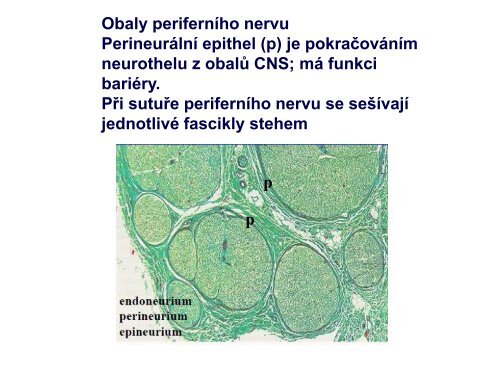 VÃ½voj a stavba CNS - AnatomickÃ½ Ãºstav 1.LF UK - Univerzita Karlova