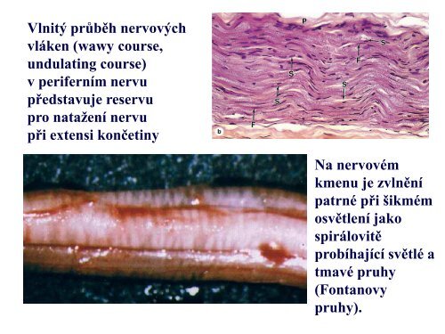 VÃ½voj a stavba CNS - AnatomickÃ½ Ãºstav 1.LF UK - Univerzita Karlova