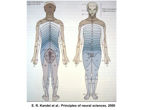 VÃ½voj a stavba CNS - AnatomickÃ½ Ãºstav 1.LF UK - Univerzita Karlova