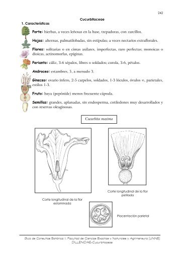 Cucurbitaceae