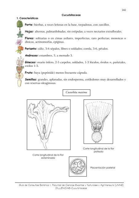 Cucurbitaceae