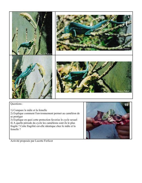 Accouplement et reproduction chez le Chamelo pardalis (CamÃ©lÃ©on ...