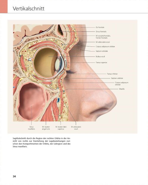 „Das Gesicht – Bildatlas klinische Anatomie“ Bildatlas (Leseprobe)