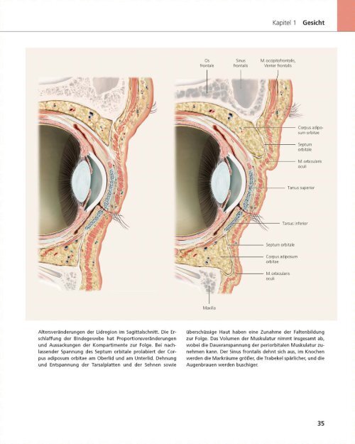 „Das Gesicht – Bildatlas klinische Anatomie“ Bildatlas (Leseprobe)