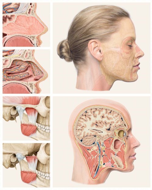 „Das Gesicht – Bildatlas klinische Anatomie“ Bildatlas (Leseprobe)