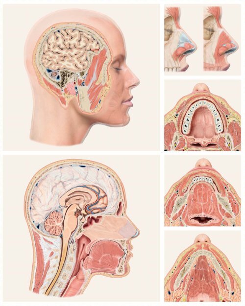 „Das Gesicht – Bildatlas klinische Anatomie“ Bildatlas (Leseprobe)