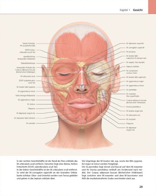 „Das Gesicht – Bildatlas klinische Anatomie“ Bildatlas (Leseprobe)
