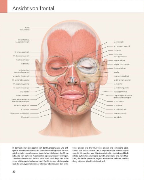 „Das Gesicht – Bildatlas klinische Anatomie“ Bildatlas (Leseprobe)