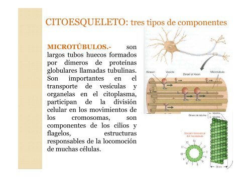 Celula eucariota.Organelas