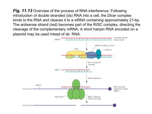 Nucleic Acids as Therapeutic Agents - icaam