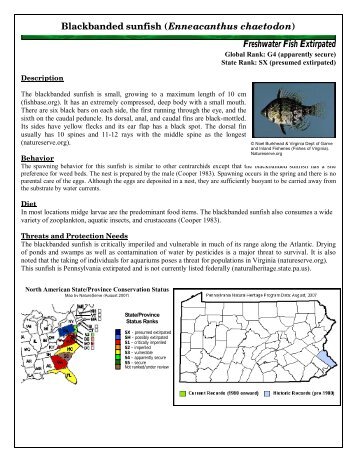 Blackbanded sunfish (Enneacanthus chaetodon) - Pennsylvania ...