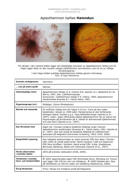 Aglaothamnion halliae - FrÃ¤mmande arter i svenska hav