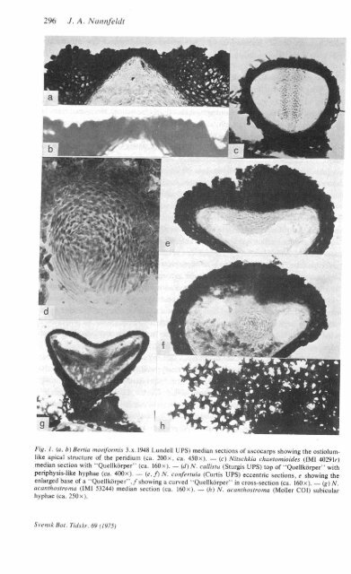 Stray Studies in the Coronophorales (Pyrenomycetes) 4-8 - ASCOfrance