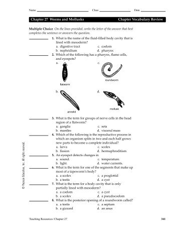 Chapter 27 Worms and Mollusks Chapter Vocabulary Review