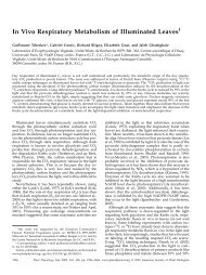 In Vivo Respiratory Metabolism of Illuminated Leaves