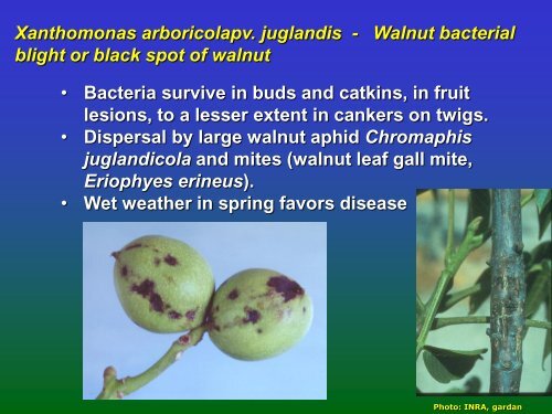 Of Stone Fruit Bacterial Pathogens - Cost 873