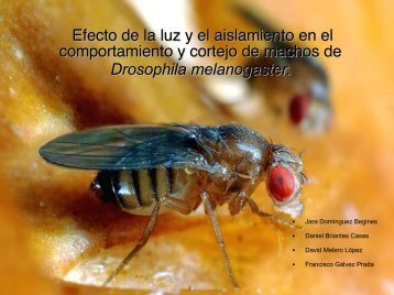 Efecto de la luz y el aislamiento en el comportamiento y ... - BioScripts