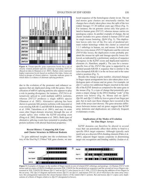 The Genom of Homo sapiens.pdf