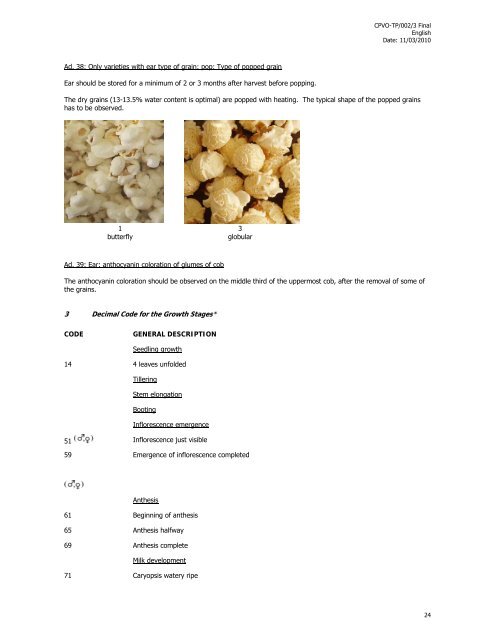 Zea mays L. - VAAD