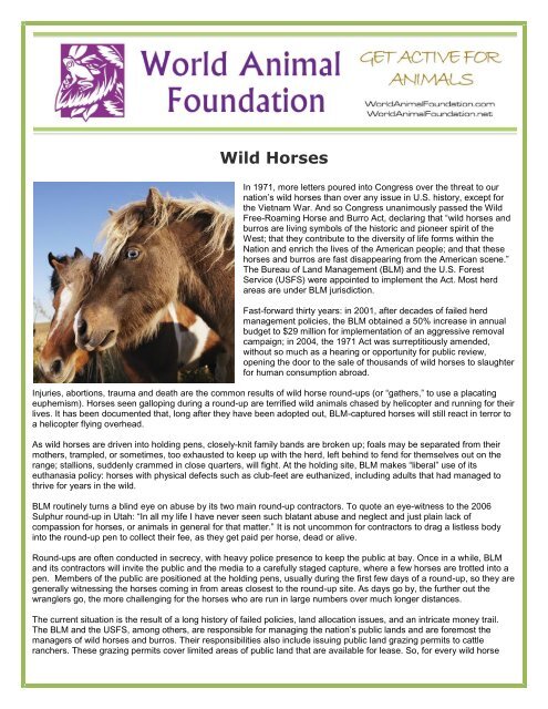Wild Horses - World Animal Foundation