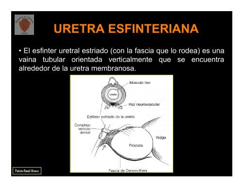 fascia prostÃ¡tica - FMV