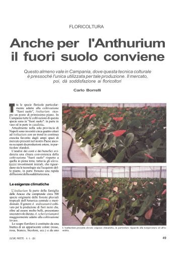 Anche per l'Anthurium il fuori suolo conviene - Accesso alla base ...