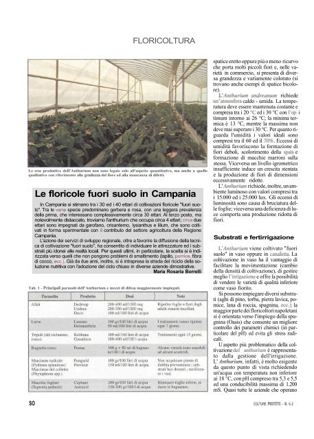 Anche per l'Anthurium il fuori suolo conviene - Accesso alla base ...