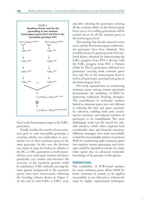 marker-assisted selection in wheat