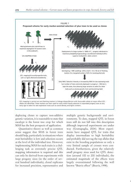 marker-assisted selection in wheat