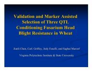 Validation and Marker Assisted Selection of Three QTL Conditioning ...