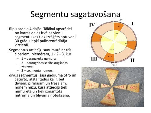 BÄrza stumbra koksnes mitruma un blÄ«vuma izmaiÅas - maplas