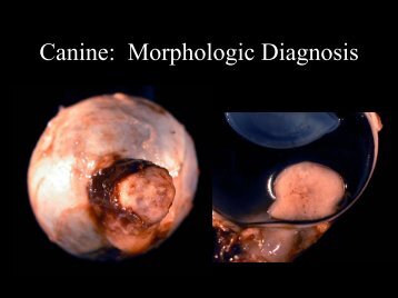 Canine: Morphologic Diagnosis