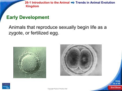 26-1 Introduction to the Animal Kingdom - Hamilton Local Schools